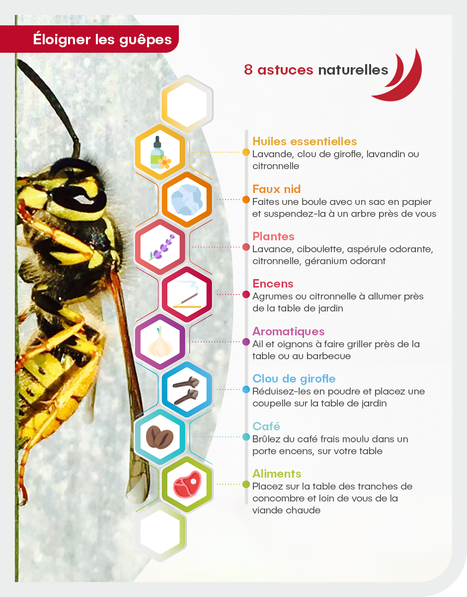 Les astuces naturelles pour éloigner les guêpes