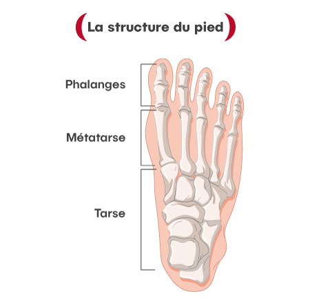 structure du pied