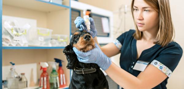 Chiens et chats : quels soins au quotidien et réguliers ?