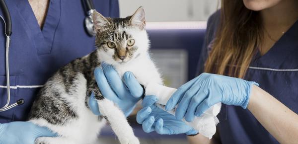 Quels Vaccins Sont Indispensables Pour Le Chien Et Le Chat