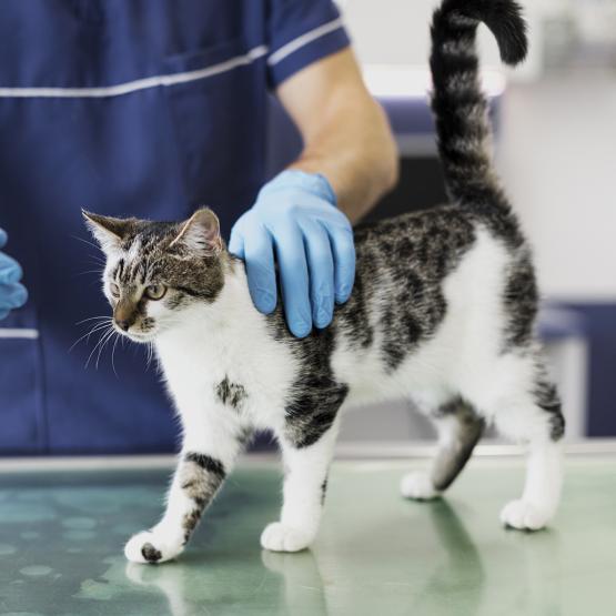 Soigner son animal : les coûts des frais vétérinaires